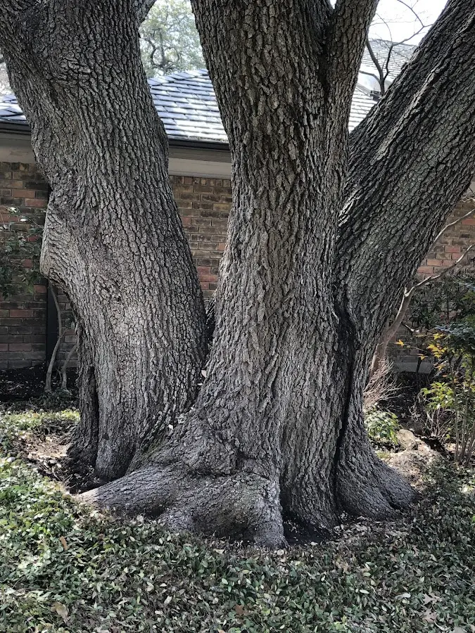 Mature heritage tree close to a Brewster property cared for by certified arborists